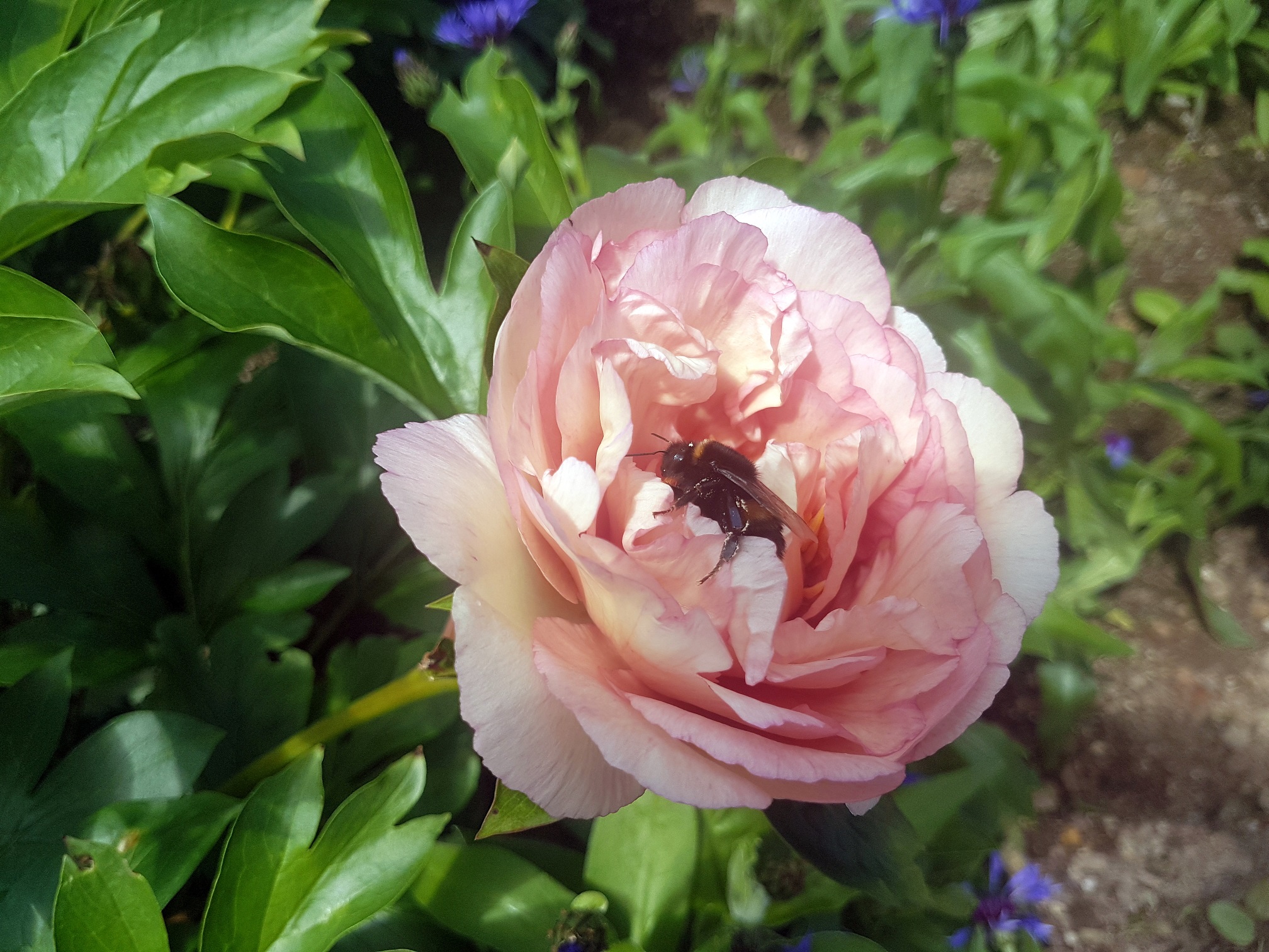 Cairnhill私人花园-10