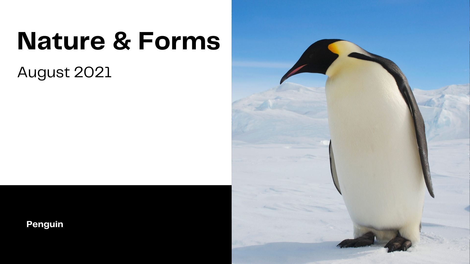 企鹅（花瓶）自然与形式丨Rahul Ashok Barve-11