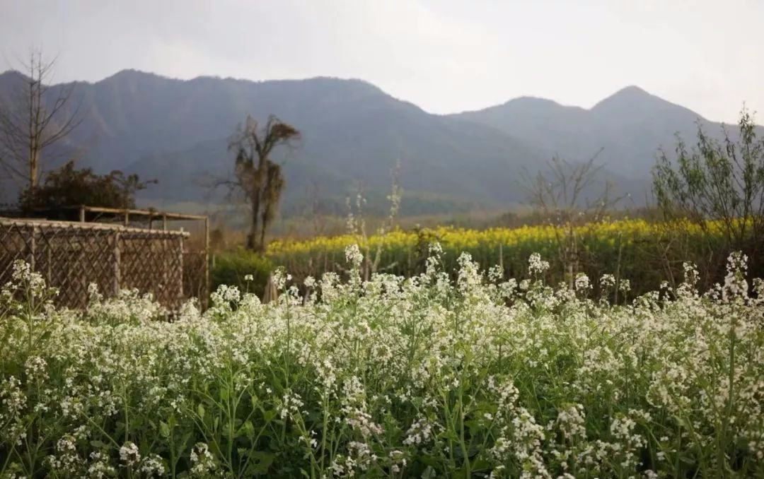 辞去工作，历时7个月，他们过上了有院子，有诗和远方的生活-8