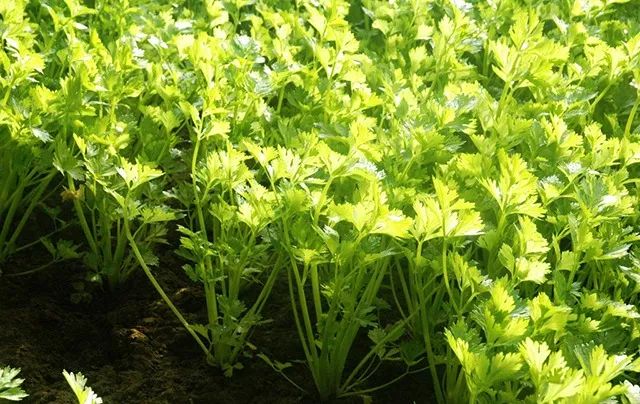 疗愈花园丨英国丨Alan Williams 和 Jo Whiley-43