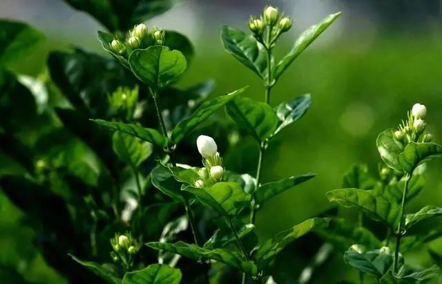 极简轻奢,重构生活美学丨星艺装饰广州总部-33