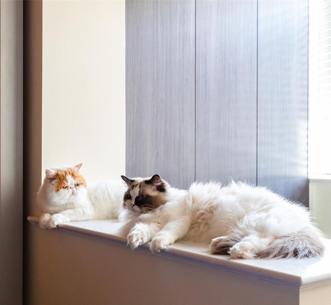 橙黄复古腔调猫舍-31