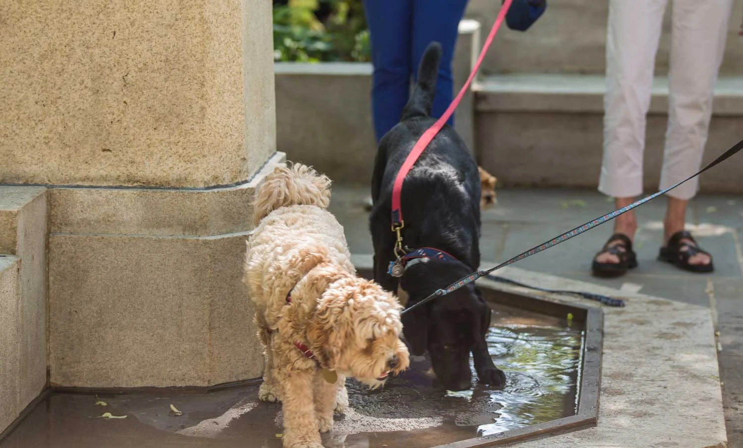 Lotta喷泉修复项目丨Halvorson Tighe & Bond-8