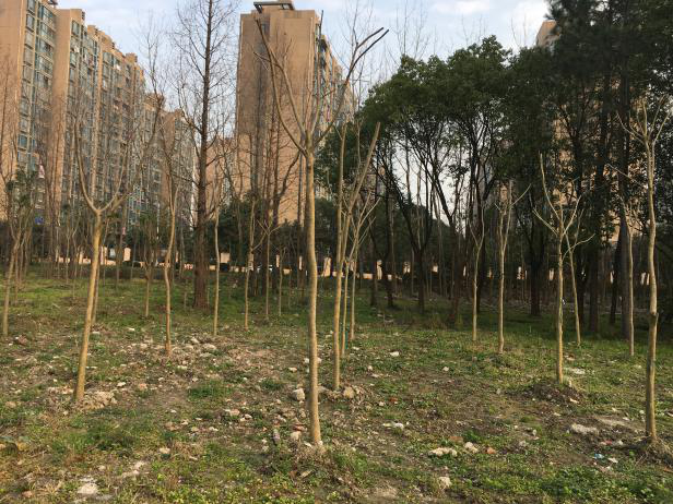 上海松江方松体育公园-77