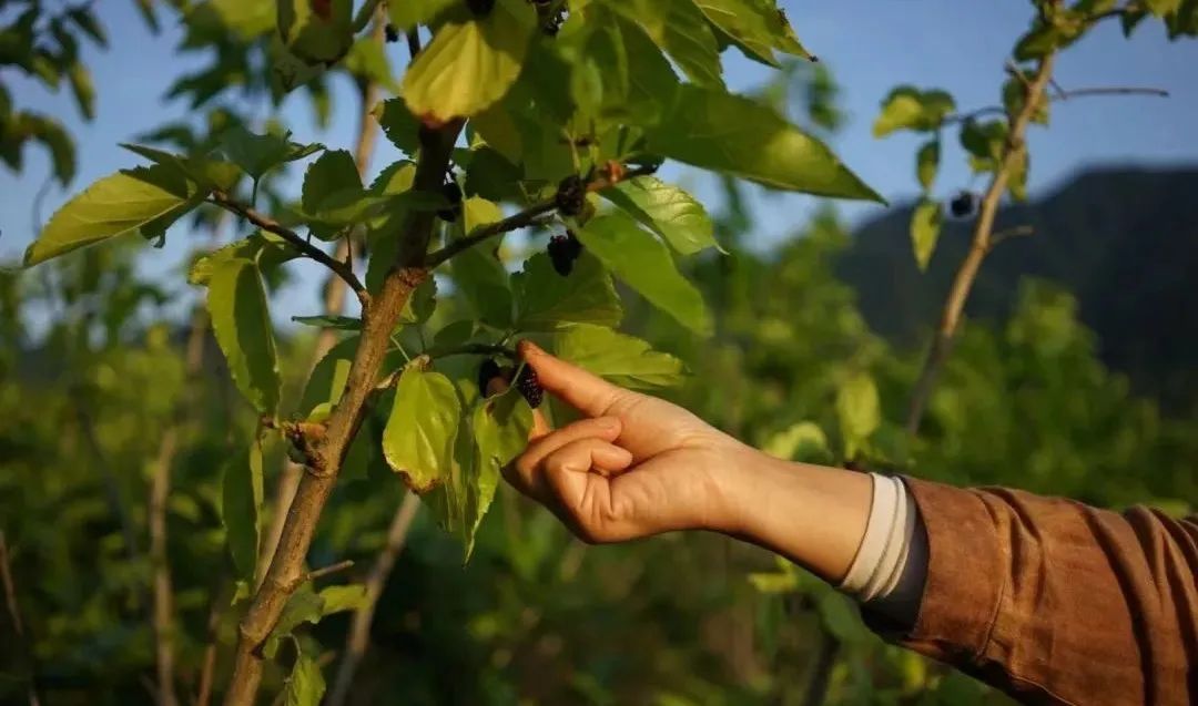 回声花园 · IT 夫妇的乡野生活丨中国黄山丨红子,小可夫妇-109