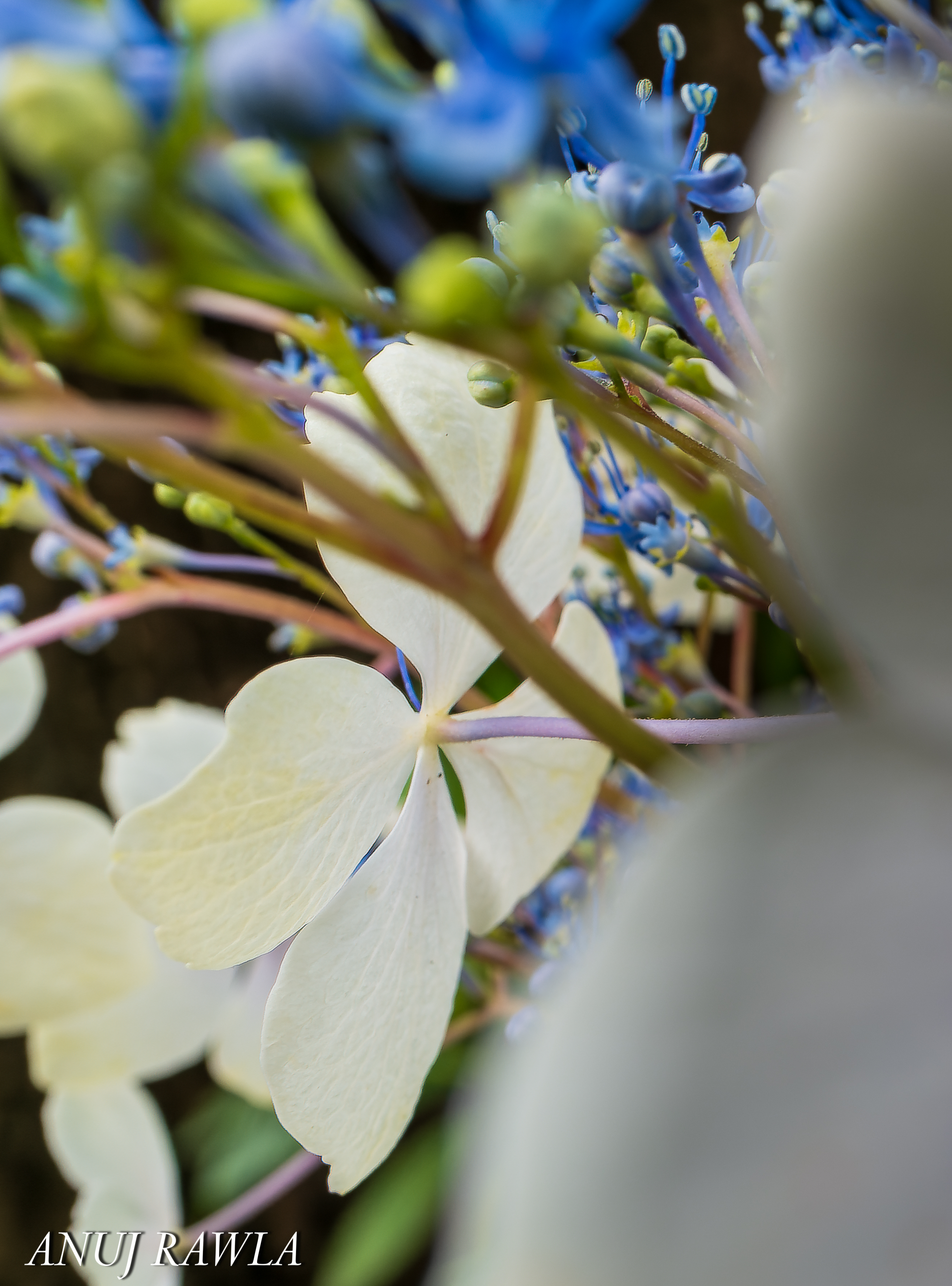 Wildflower Hall - August 2021-83