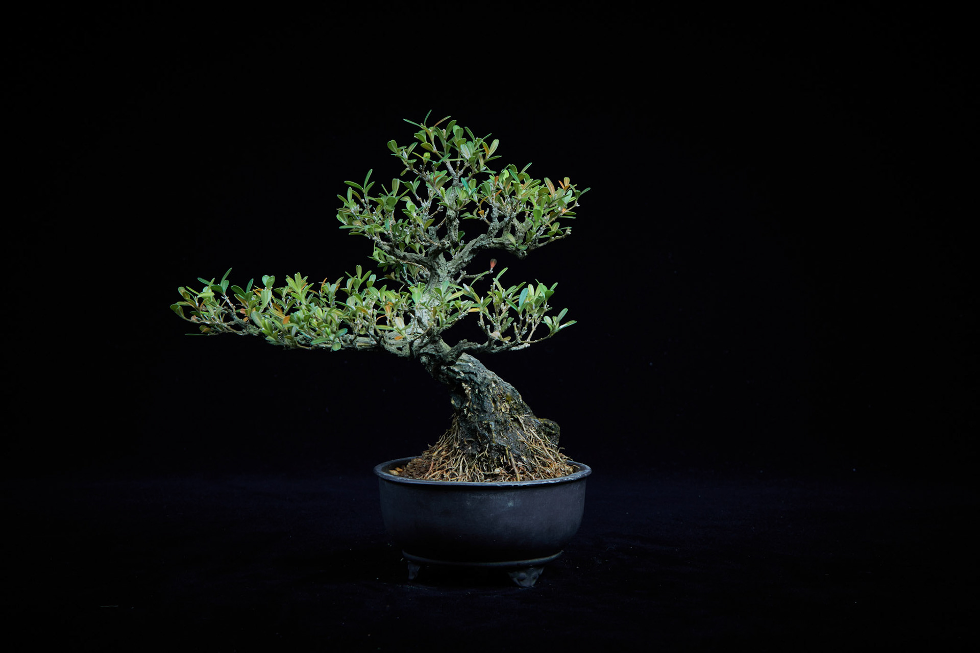 20~25公分小品盆栽-4