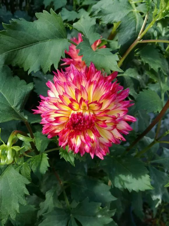 大叔也爱养花,3天造出个小花园,一分钱没花!-81