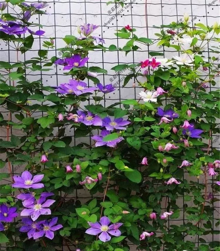 园林景观植物绿化设计方法解析-81