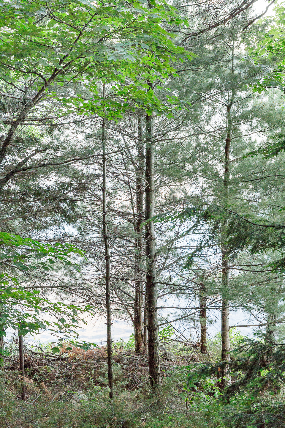 加拿大森林中的冥想小屋丨Tel Aviv 设计工作室 Craft & Bloom-23