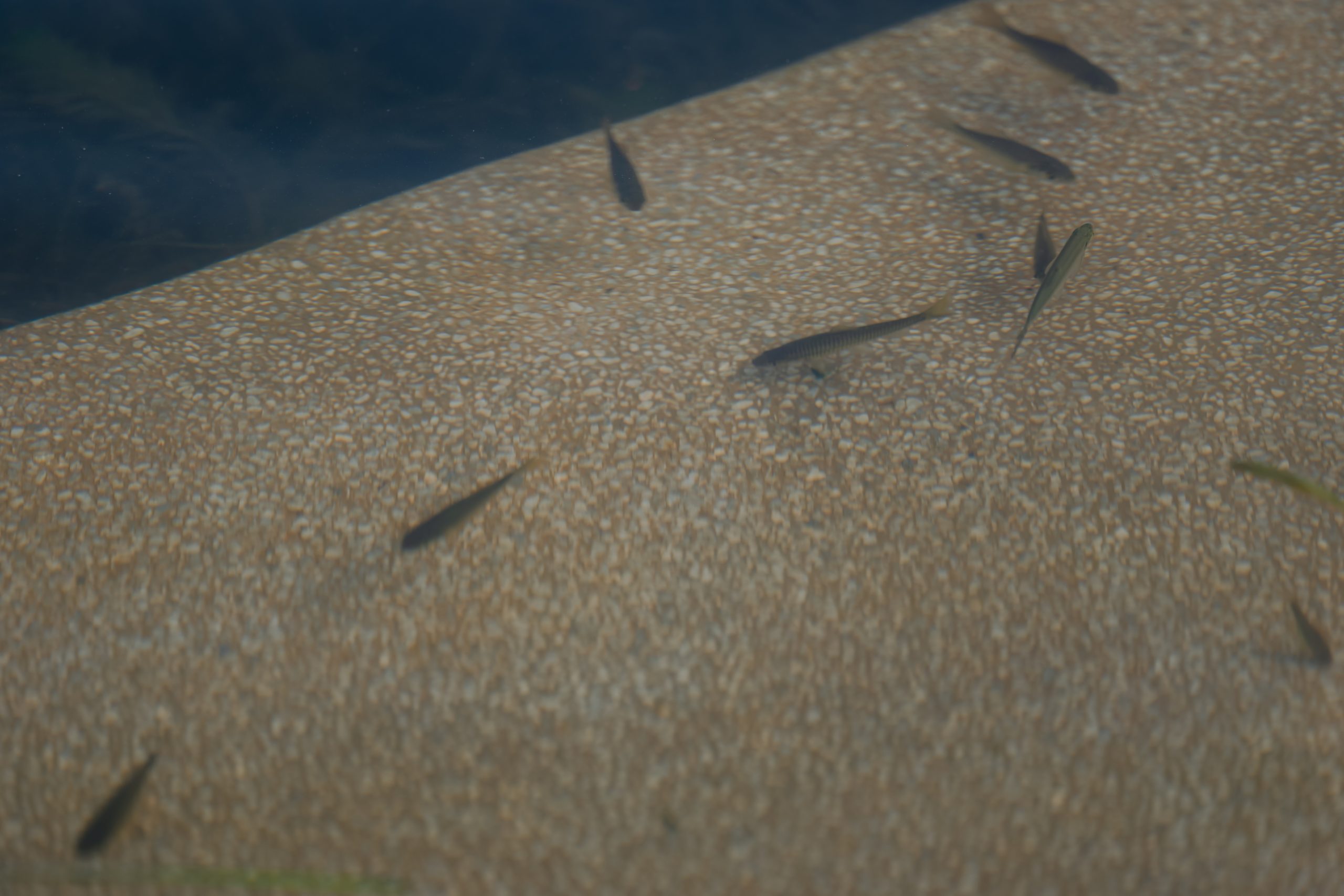 成都兴隆湖·湖畔森林图书馆丨中国成都丨昱道景观-70