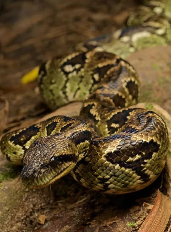 马达加斯加奇幻之旅丨LDD李杜设计-82