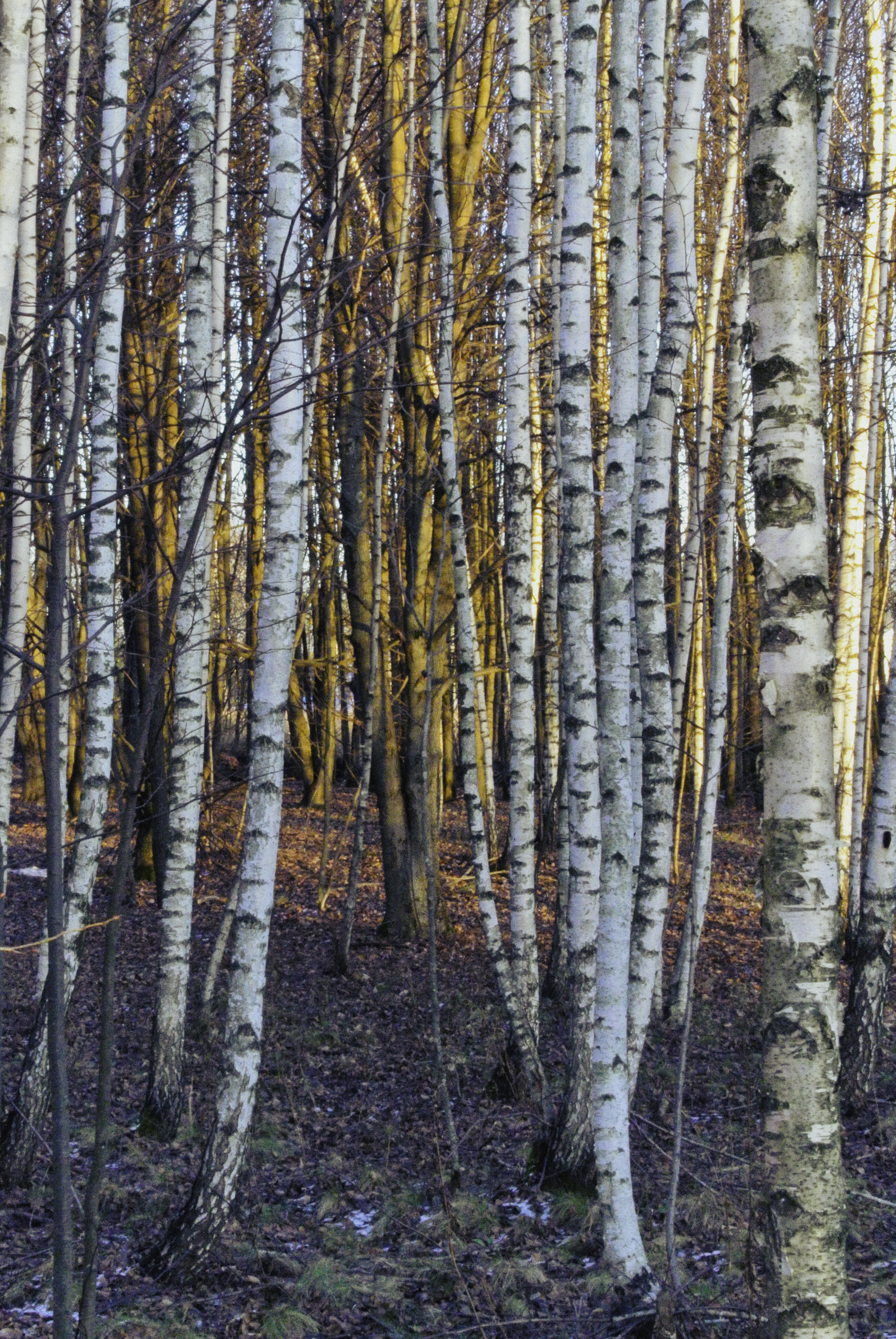 birches相关项目丨俄罗斯莫斯科丨信息未提及-9