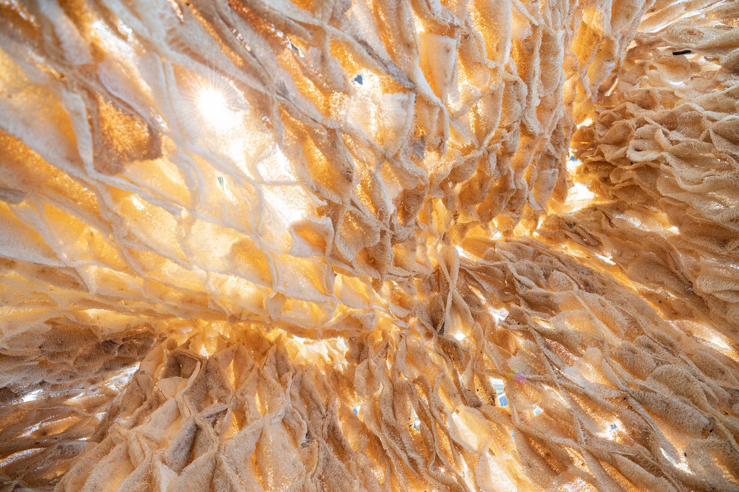 活力共生 | 生物材料塑造未来城市空间-12