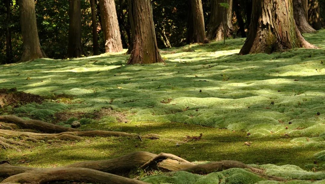 唐招提寺丨日本丨鉴真师徒-12