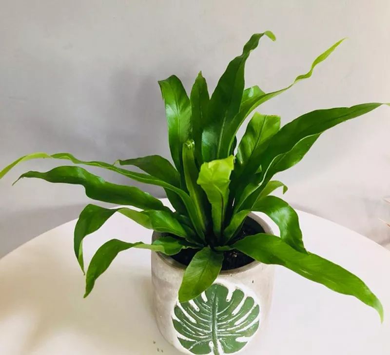 雨季绿植养护攻略-32