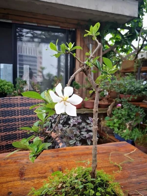 不惑之年,他自己动手建了一座楼顶花园,养花种菜喂鱼……-201