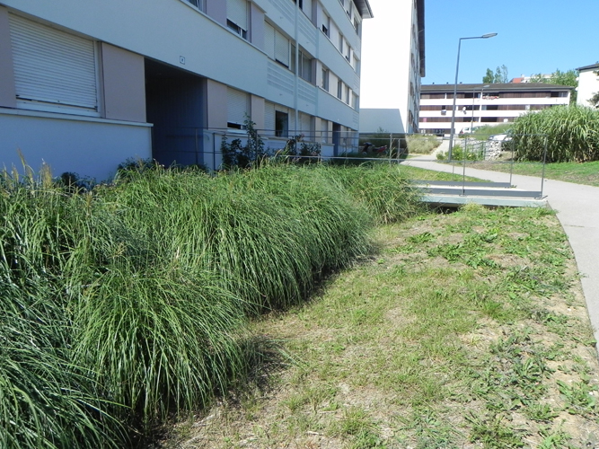 “Le Petit Bois”城市公园改造项目丨法国-0