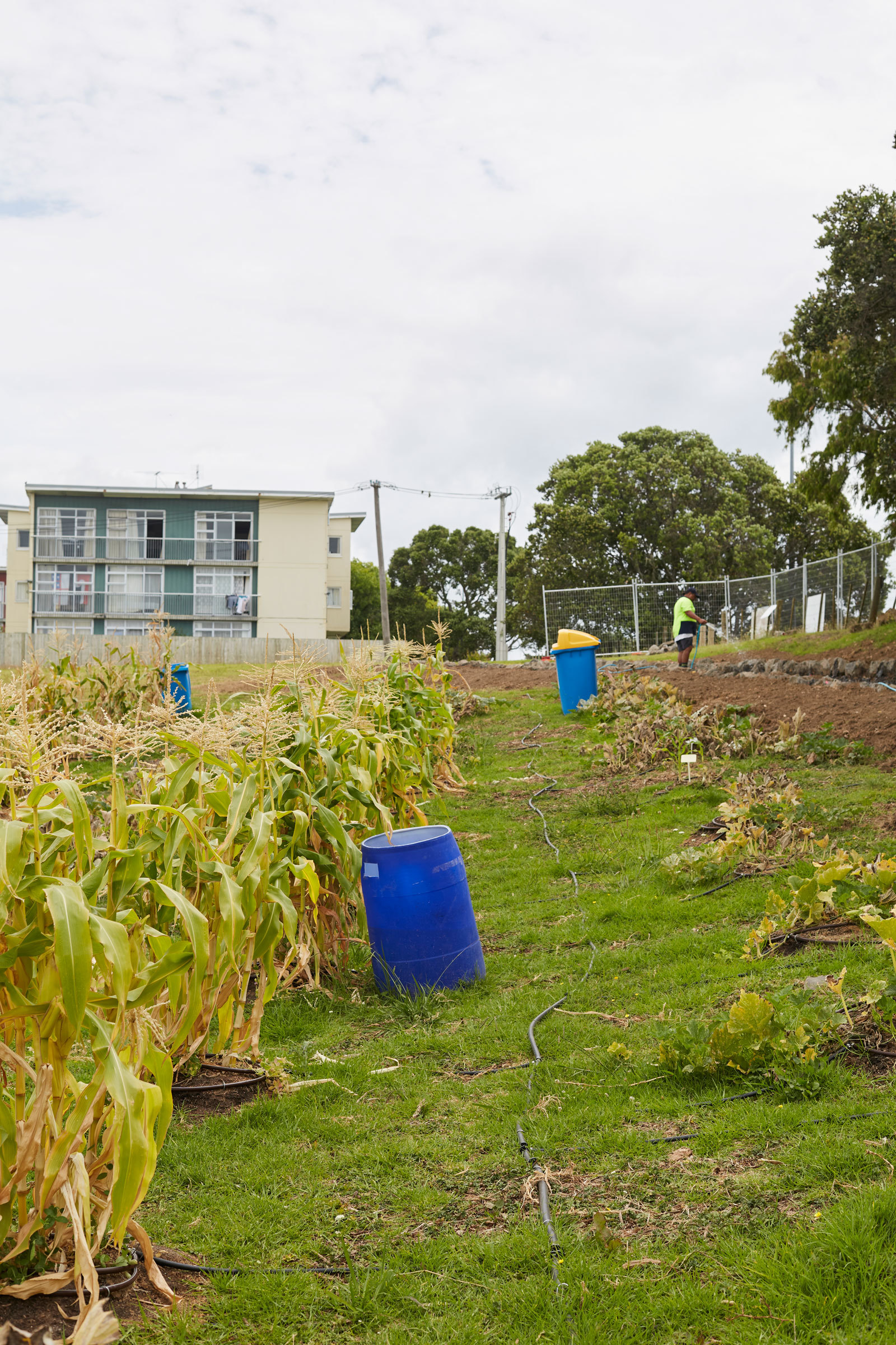 丨新西兰奥克兰丨Xanthe White,James Walkinshaw-28