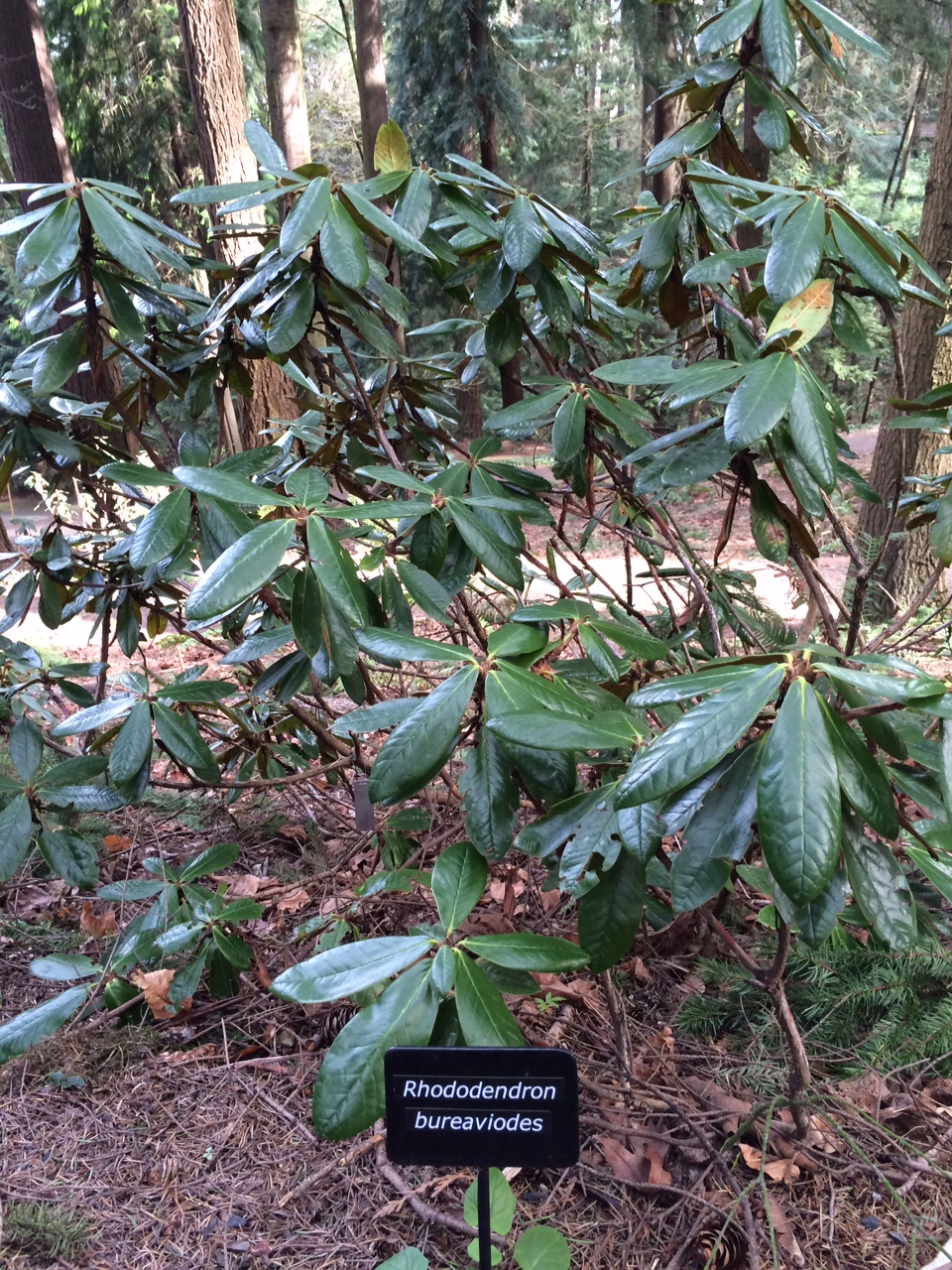 华盛顿公园喜马拉雅云林花园丨美国华盛顿-53