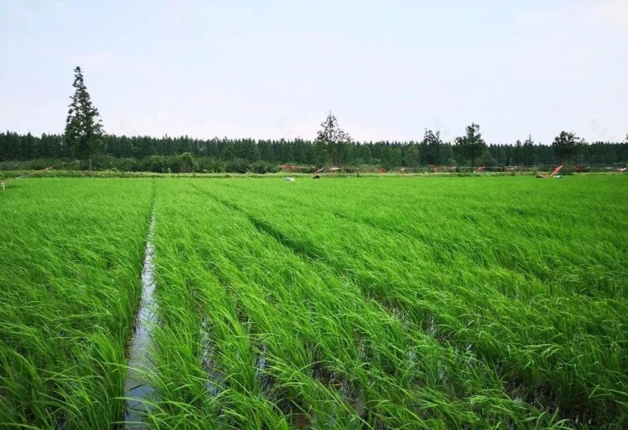 弟弟兜兜的农场 DDFarm丨中国上海丨atelier DYML 大奕明亮建筑事务所-3