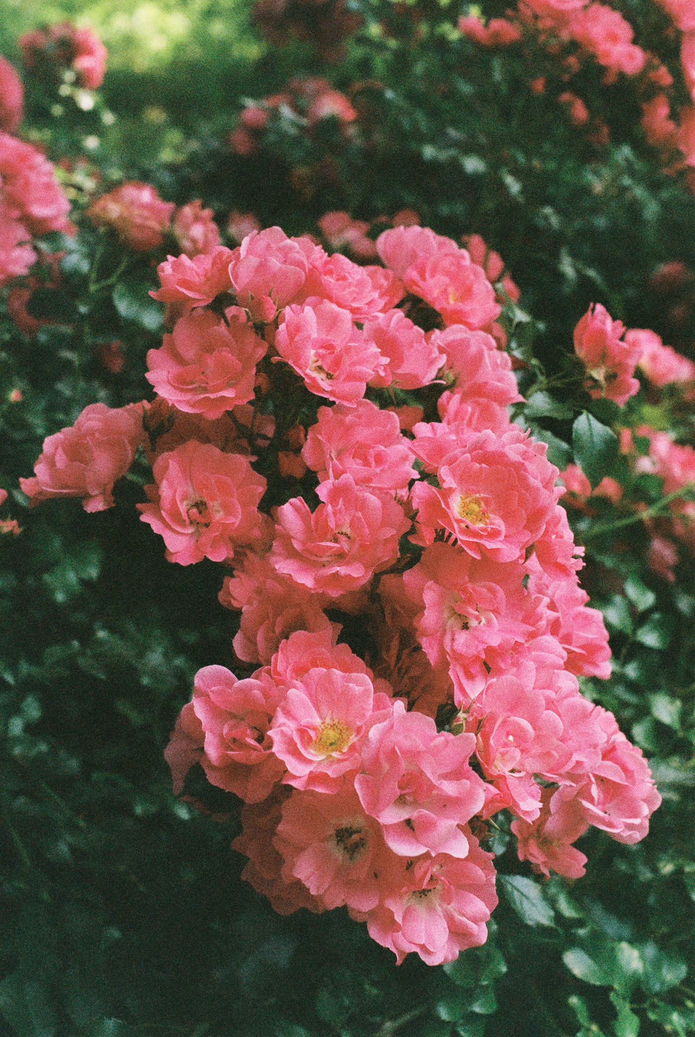 green meeting the city // 35mm film-4