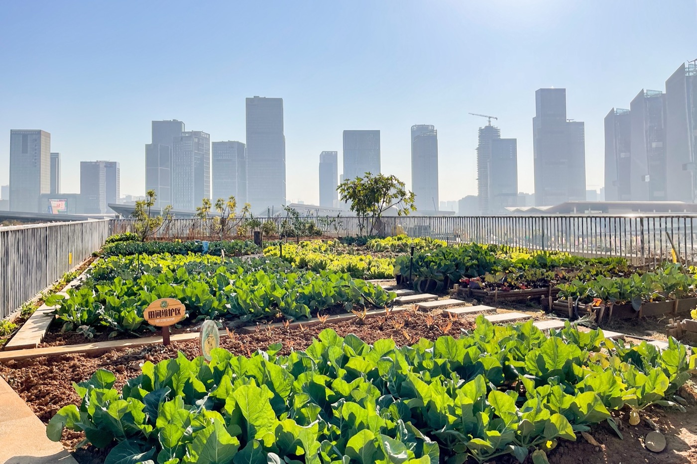 南京志远外语学校天空之园丨中国南京丨南京林业大学风景园林学院团队-21