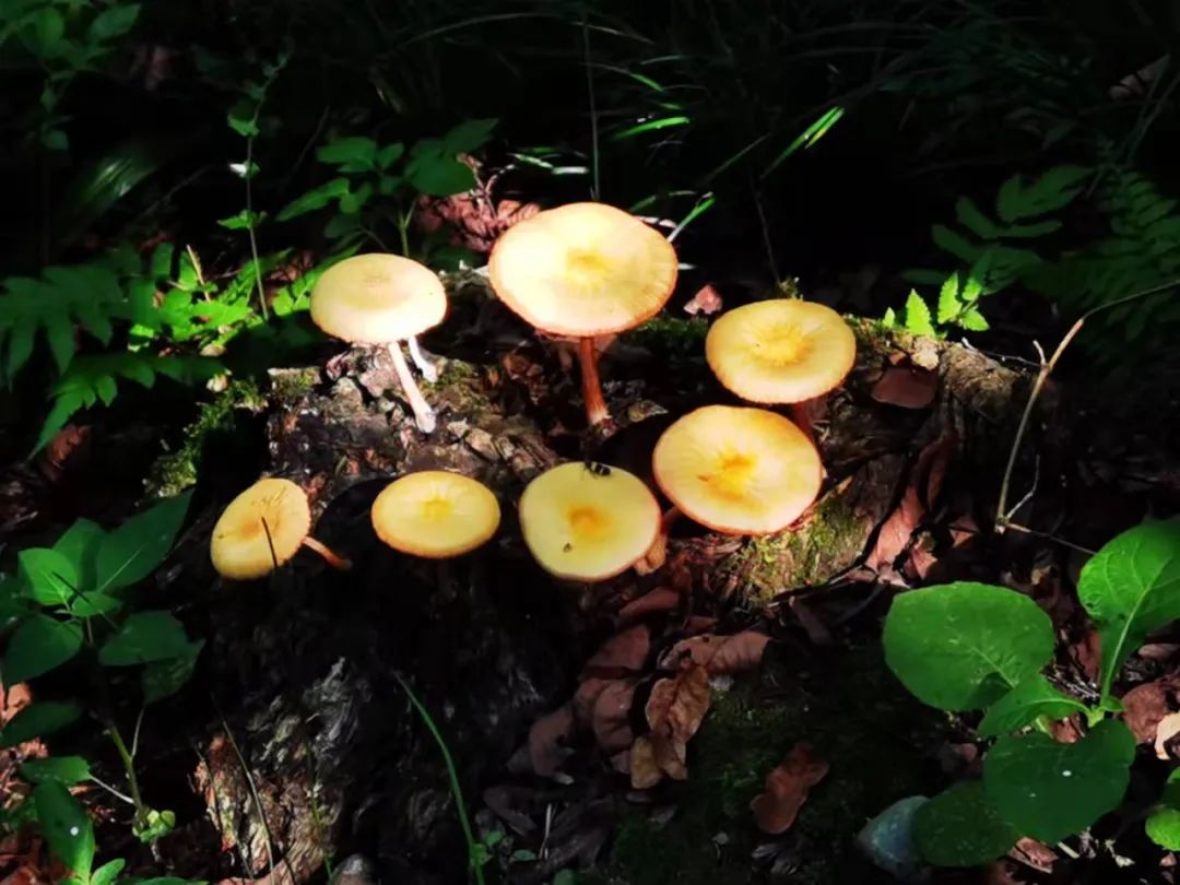 天府水岛林盘依田桃源丨中国成都丨梦景未来DDM-48