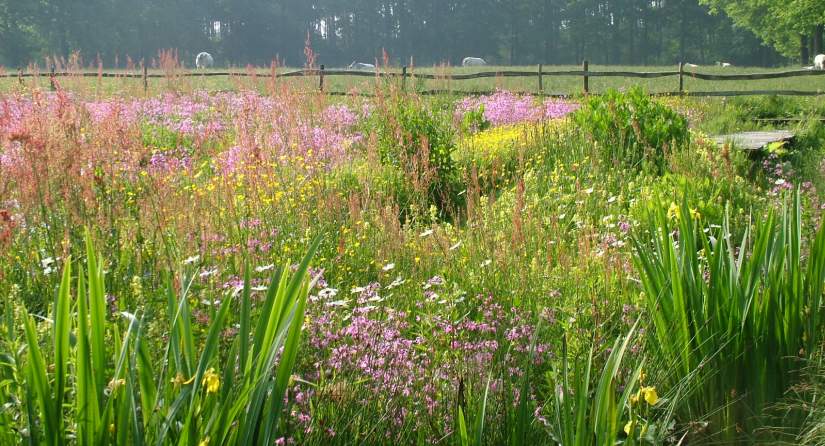 Grassentuin（草坪花园）等相关花园项目丨Chris Ghyselen（景观建筑师）-12