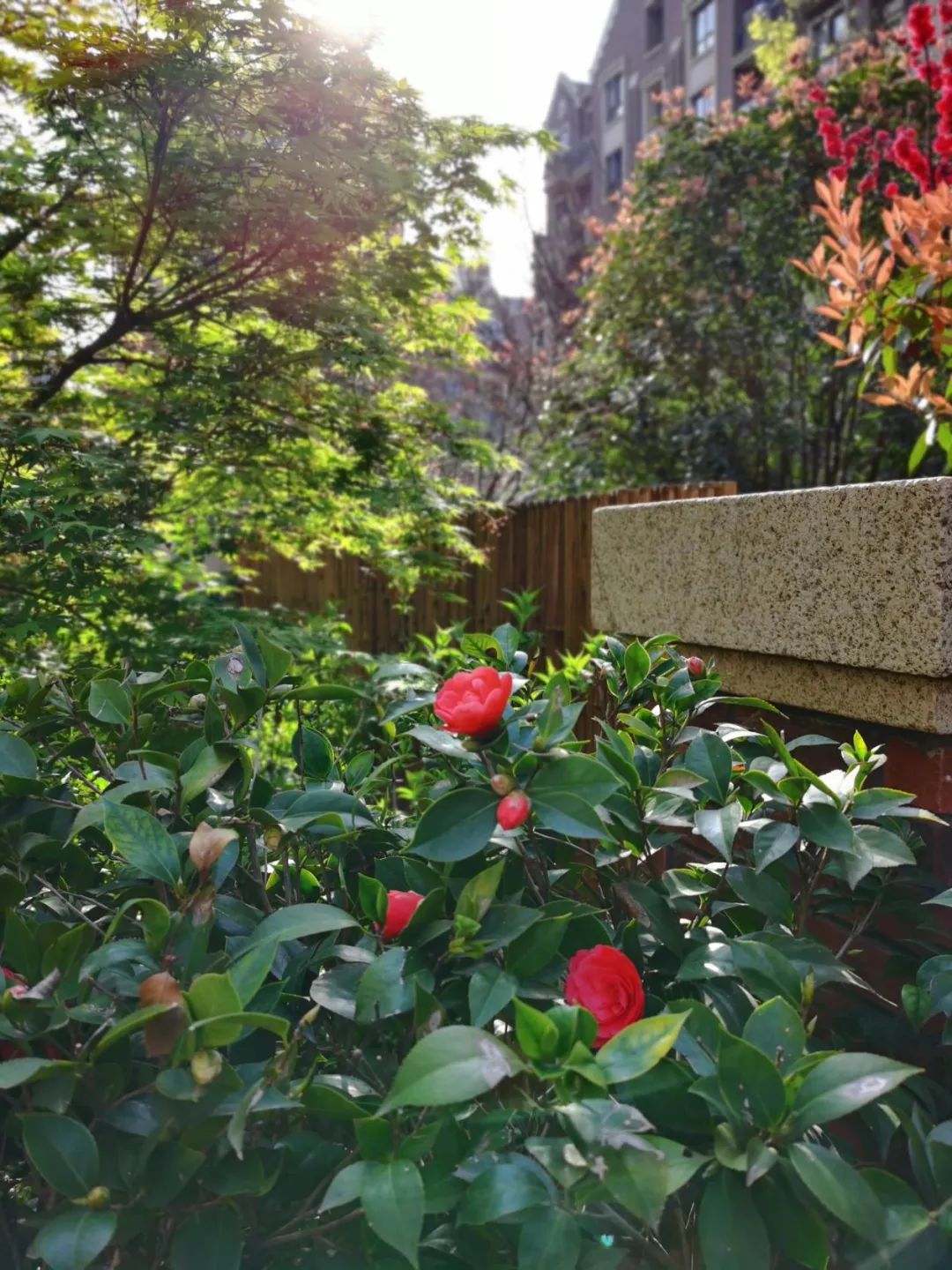 禅意花园里植物的那些事-55