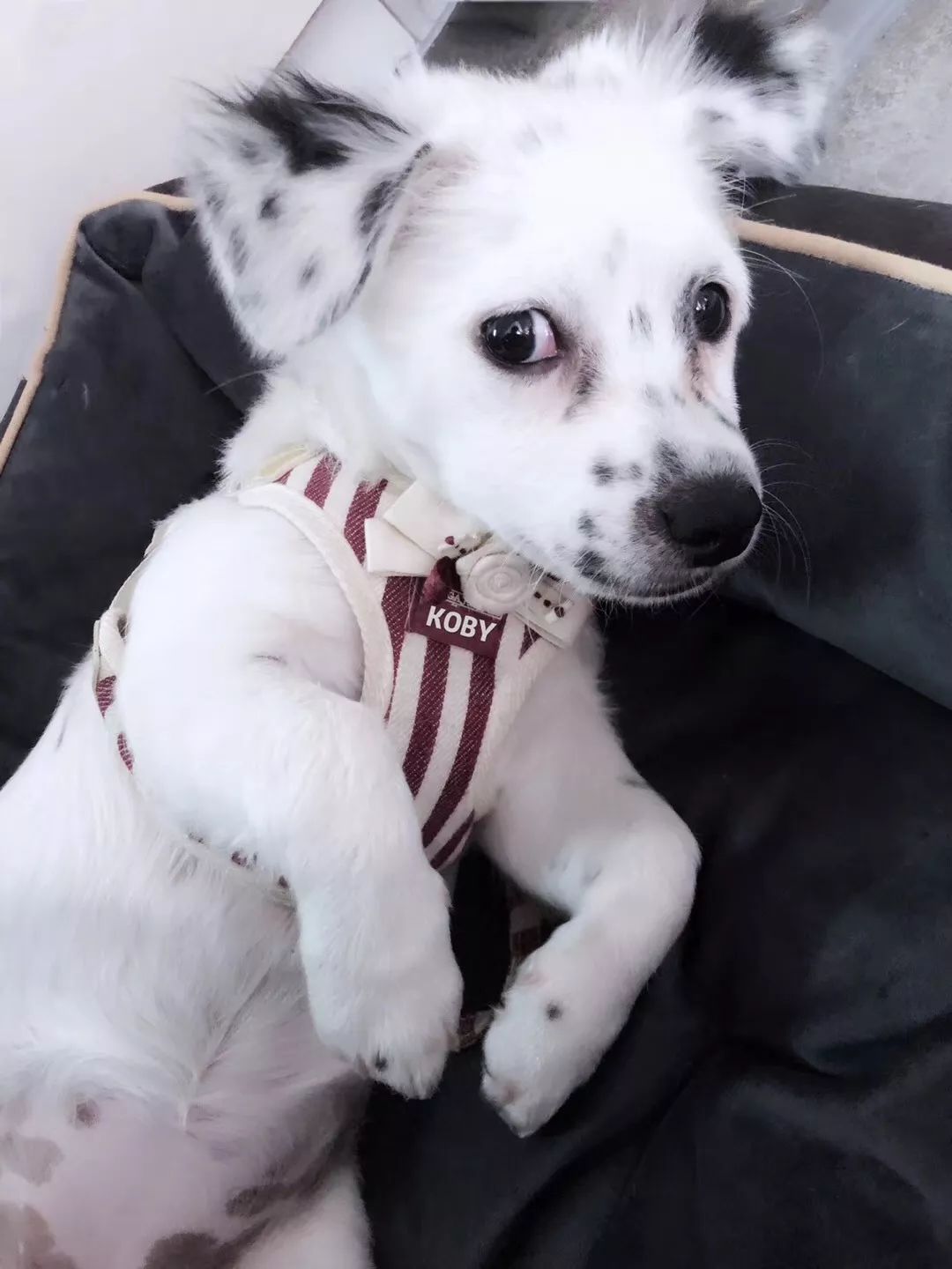 温暖 ENJOY | 从流浪狗到办公室宠儿的感人故事-25