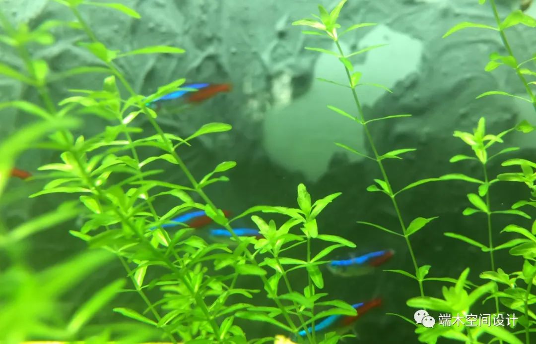 龙川单行线咖啡餐厅——文艺绿意中的静谧时光-41