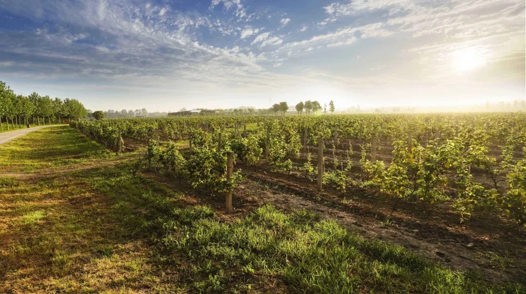 北京圣露庄园整体运营管理项目丨中国北京丨奥雅设计-29