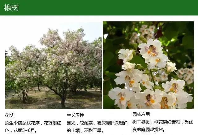 全方位植物设计课程,实战训练,案例示范,作业一对一指导-14