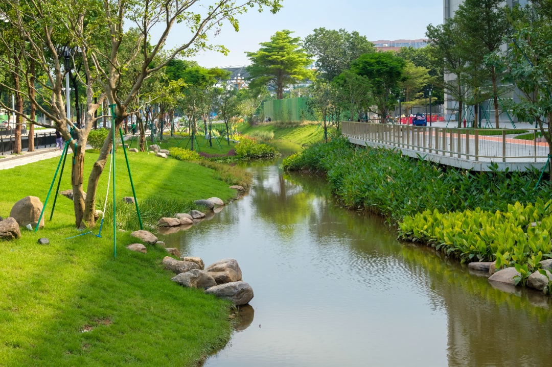 重生之河 | 广州大坦沙岛“蓝色命脉”的生态复兴-93