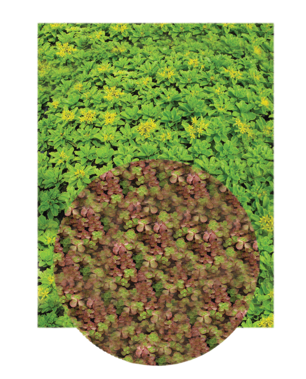 
          Cornell University Milstein Hall - SCAPE      -1