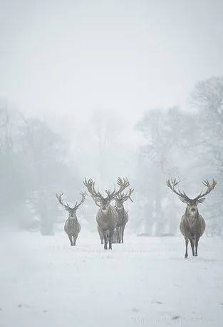 广东利和金汇餐厅 | 诗意山水与现代演绎的完美结合-51