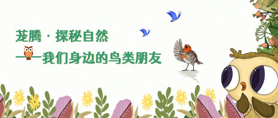 茏腾·探秘自然·鸟类涂鸦之旅-2