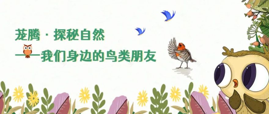 茏腾·探秘自然·鸟类涂鸦之旅-2