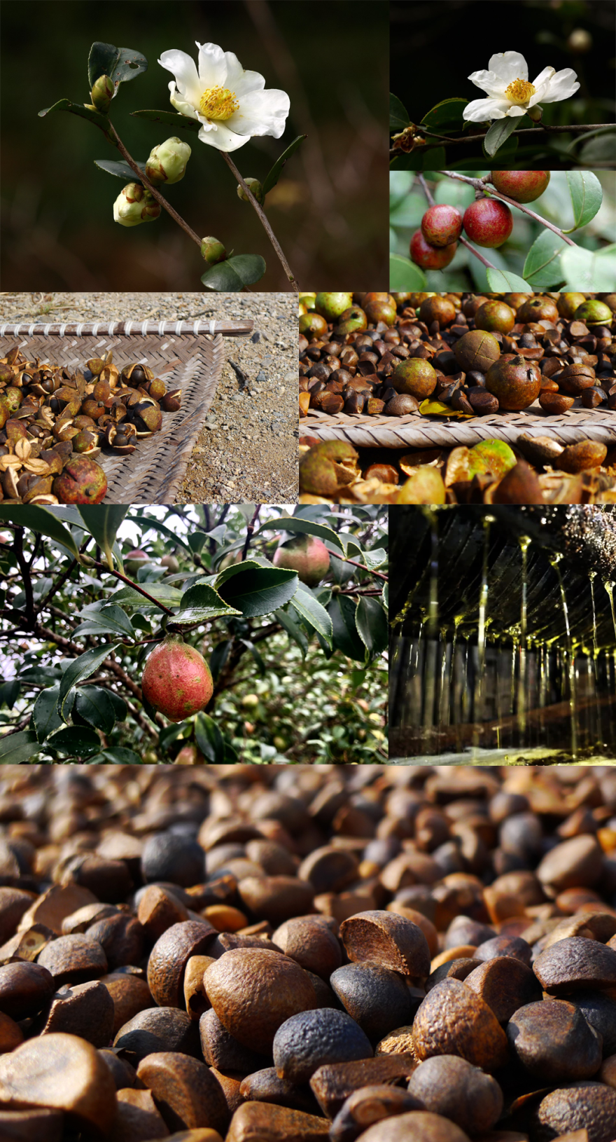 茶油香·飨宴丨中国厦门丨宽品设计顾问-12