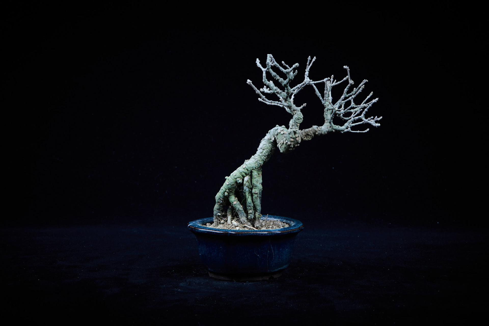 20~25公分小品盆栽-16