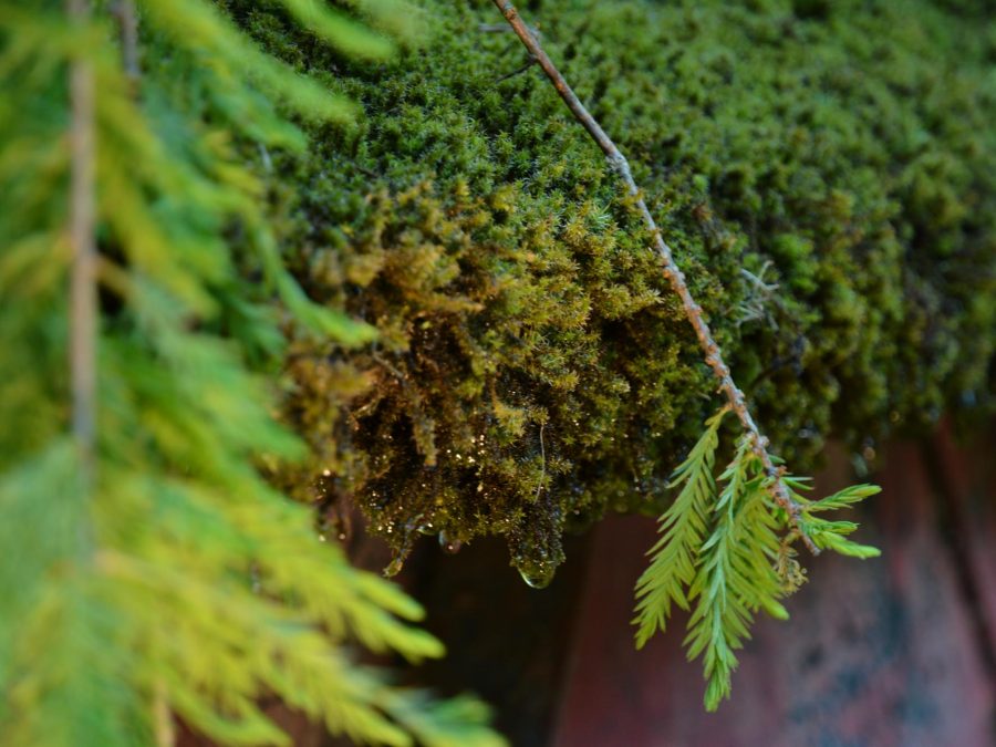 Eau de bonheur - Didier Danet - Entreprise Paysagiste-56