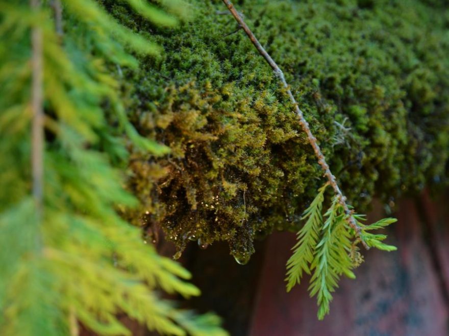 Eau de bonheur - Didier Danet - Entreprise Paysagiste-56