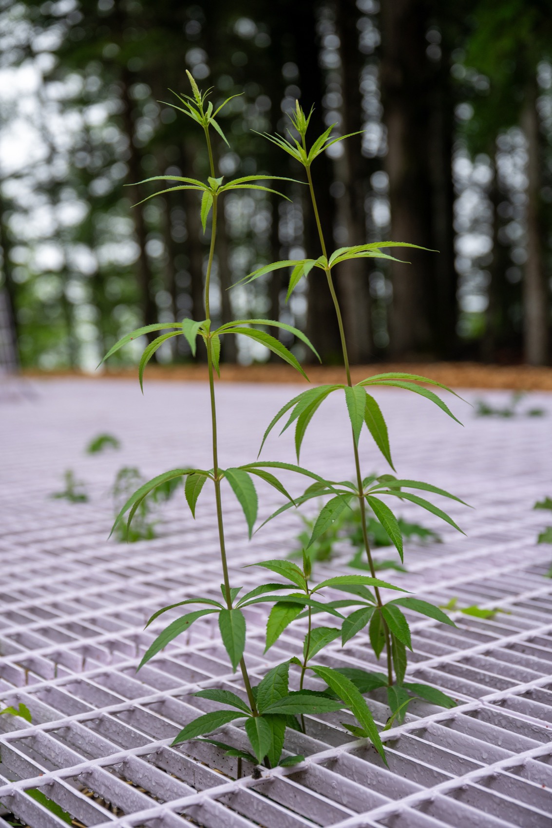 2025国际花园节:边界丨bureau60a（视觉识别设计）-23