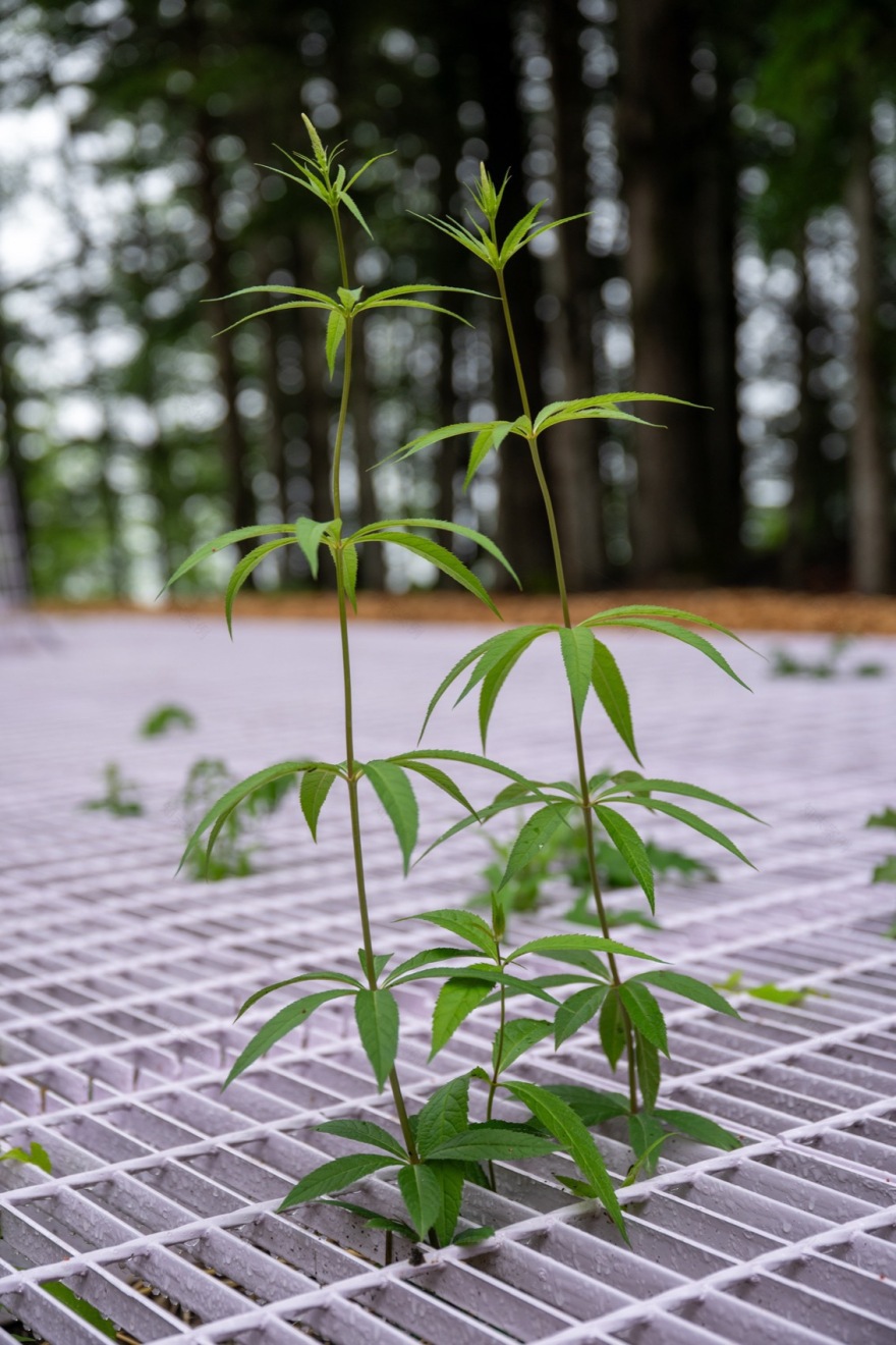 2025国际花园节:边界丨bureau60a(视觉识别设计)-23