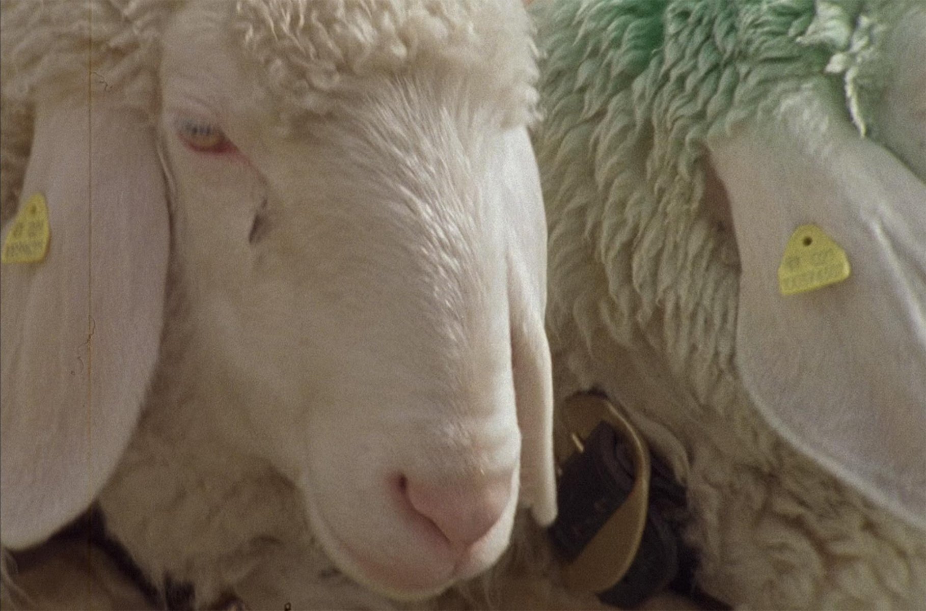 STEDELIJK MUSEUM EXHIBITS FORM丨意大利丨意大利设计工作室-33