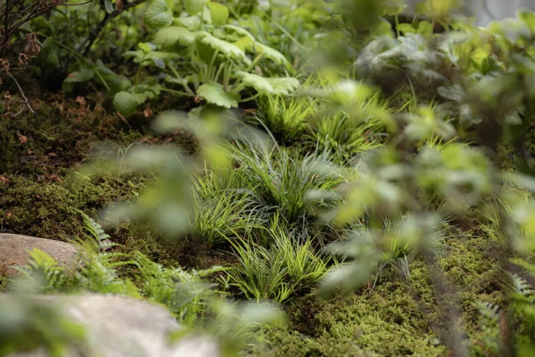 JLC金陵中環|从水墨画境走入自然草木-57