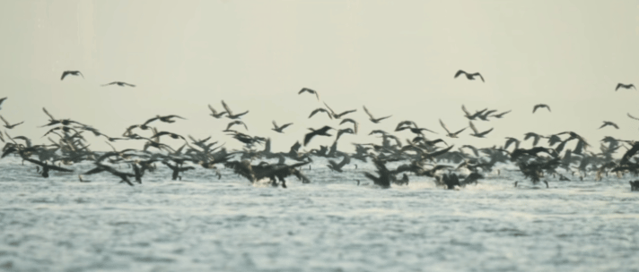 马岩松MAD即将完工新作!深圳湾文化广场,下一个城市地标预定?网友:又是羡慕深圳人的一天-34