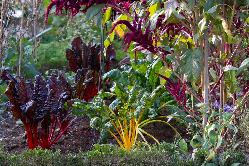 Revermont菜园和果园博物馆丨法国-9