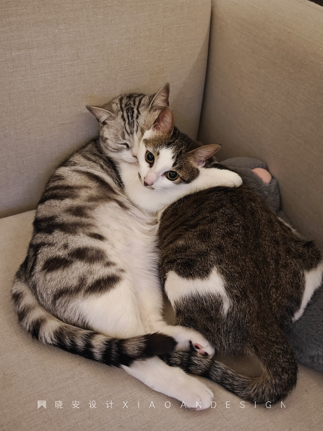 萌宠+二人世界,微侘寂美学戳中心巴丨晓安设计-16